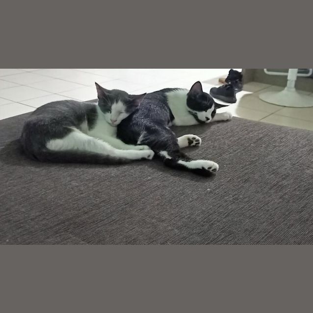 Photo of Fi Fi And Fae