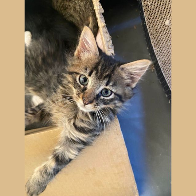 Photo of Sprout   Located In Kew