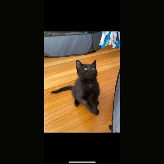 Photo of Basil   Located In Kew