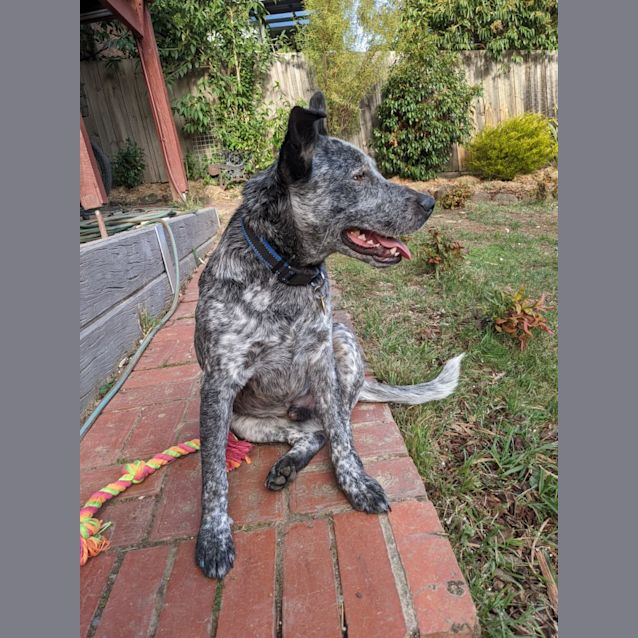 Photo of Stilton
