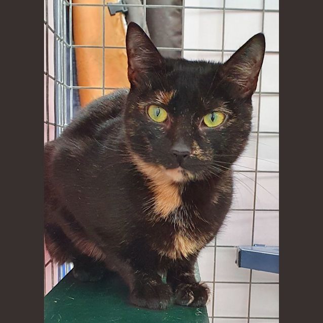 Photo of Cleo