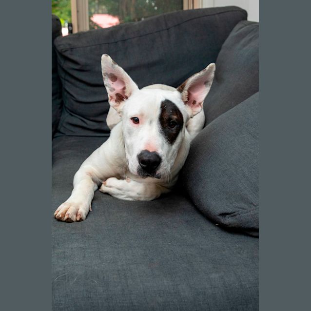 Photo of Spot ~ 9mo Mixed Breed(on Trial 5/8/22)