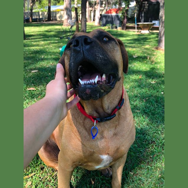 Photo of Maluka ~ 5yr Old Boxer X(on Trial 21/05/2022)