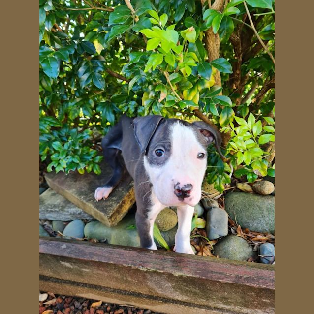 Photo of Lala ~ American Staffy X Puppy(on Trial 5/5/22)