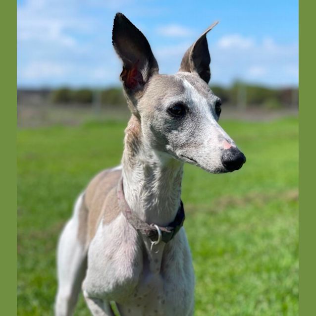 Photo of Lady Diamond