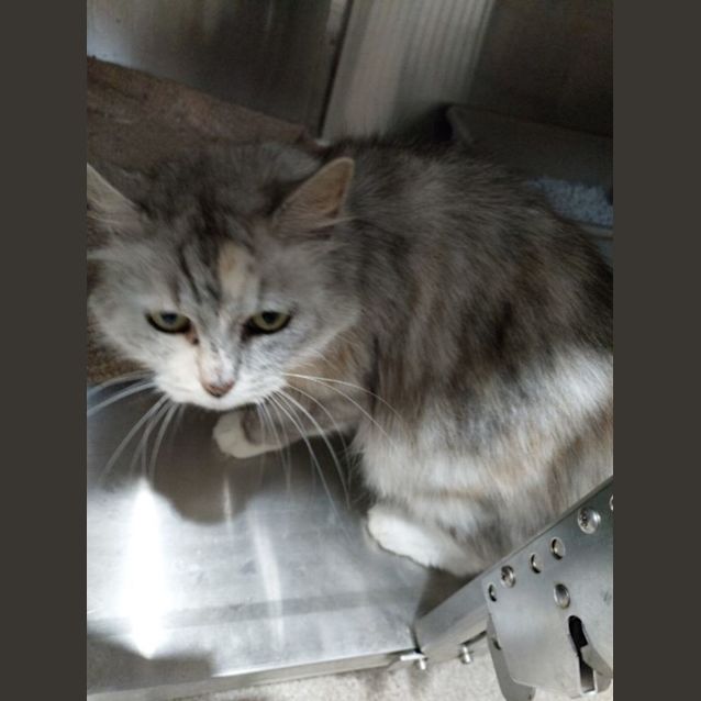 Photo of C1033 Marble