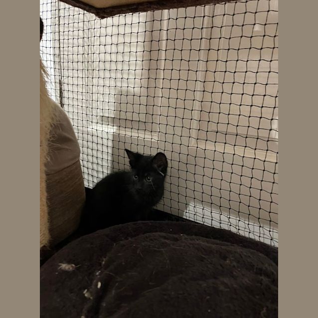 Photo of Milo**2nd Chance Cat Rescue**