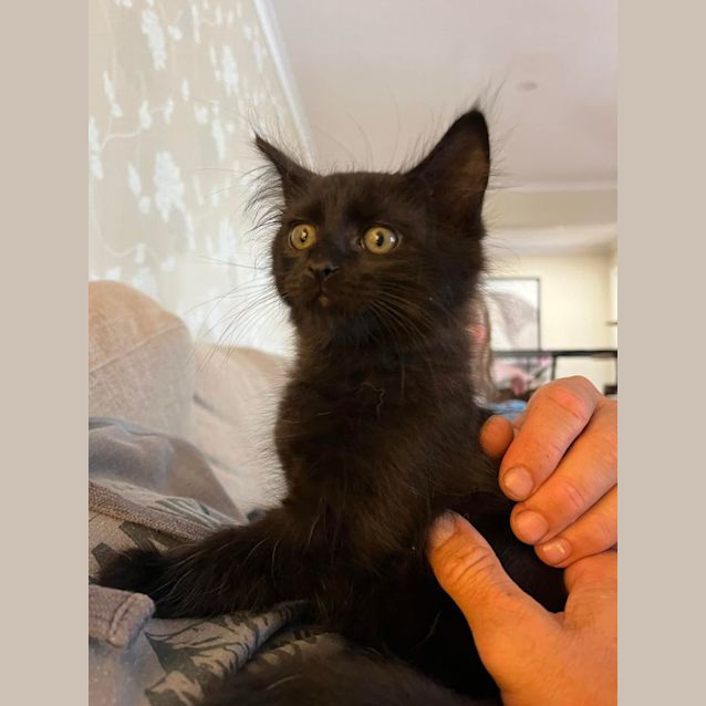 Photo of Junior**2nd Chance Cat Rescue**