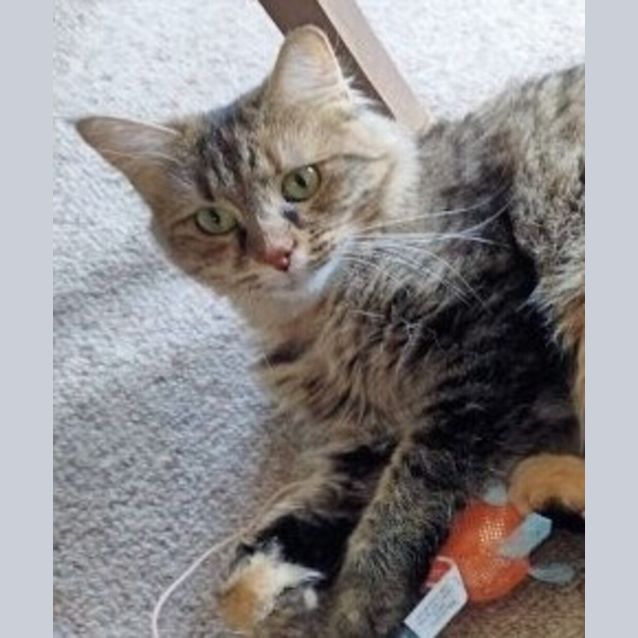 Photo of Cherry Now Mia