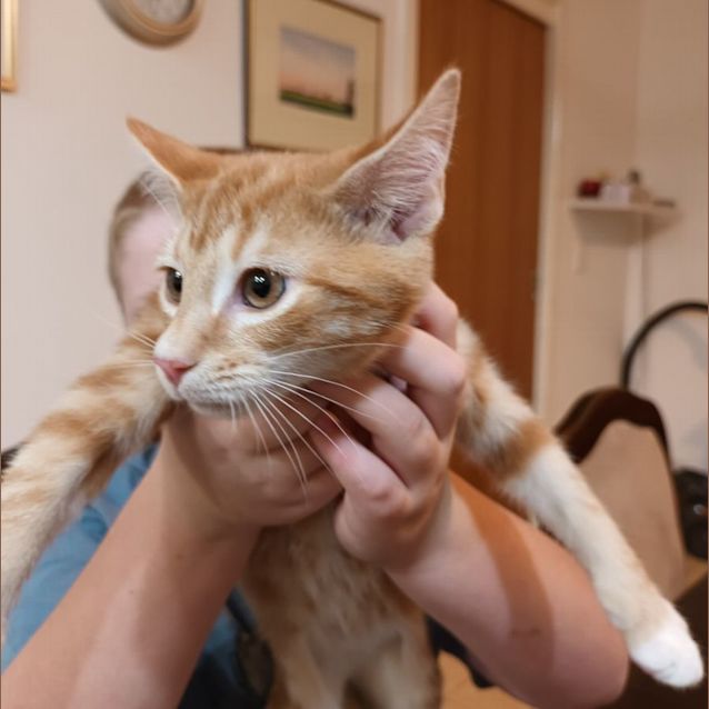 Photo of Cuddlepie**2nd Chance Cat Rescue**