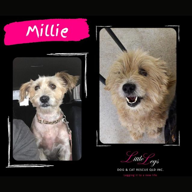 Photo of Millie