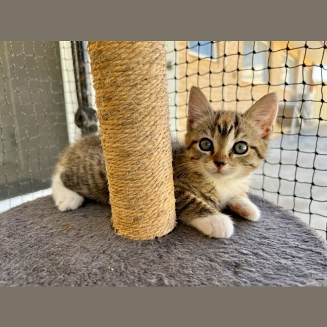 Photo of Madge, Roxy & Flossy