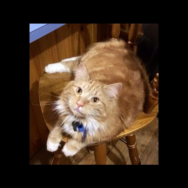 Photo of Simba Lionheart