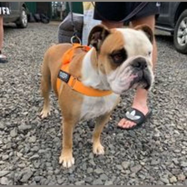 Photo of Dozer