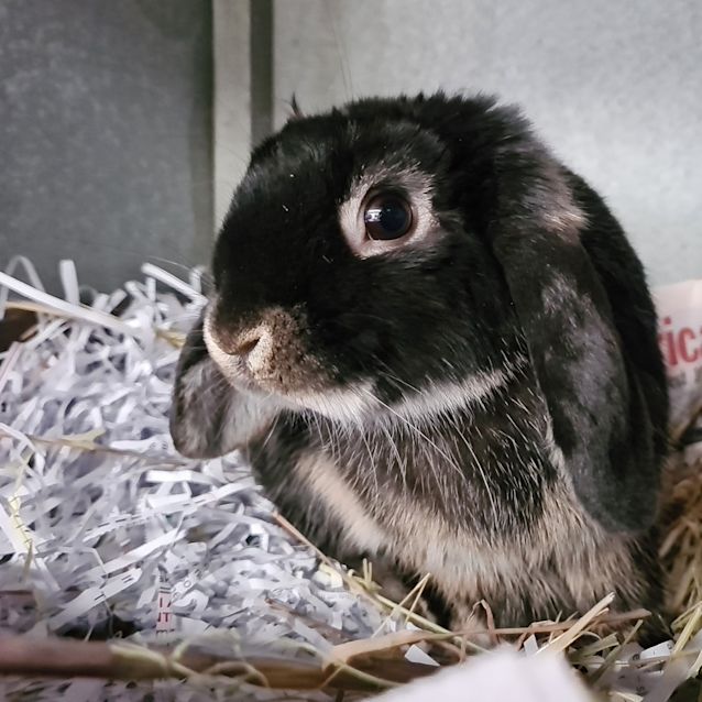 Photo of Poppy