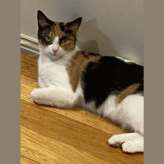 Photo of Patchy