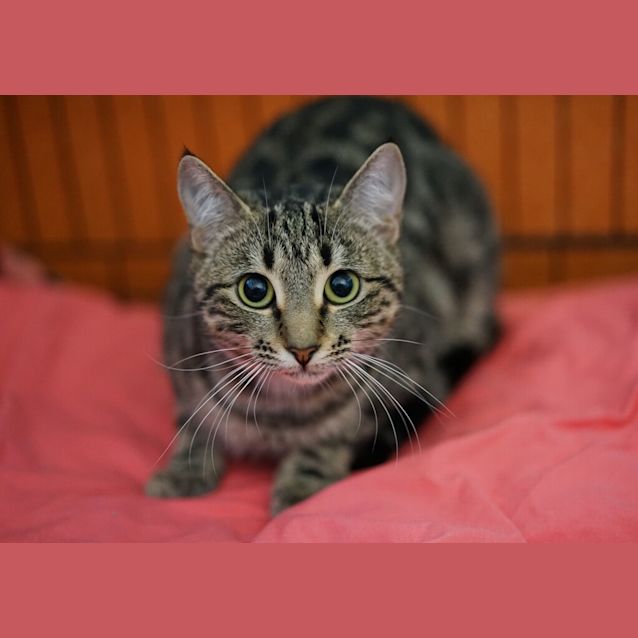 Photo of Goose