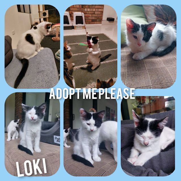 Photo of Loki