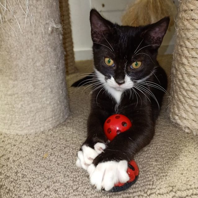 Photo of Mac @ Petstock Macquarie Center