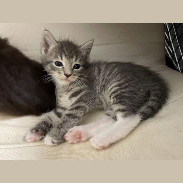 Photo of Ashvin (Tigger)