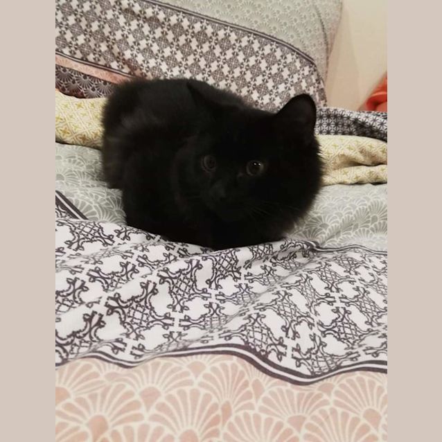 Photo of Viago