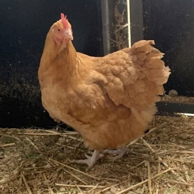 Photo of Goldie