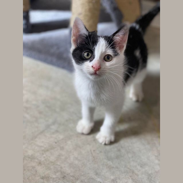 Photo of Pearl