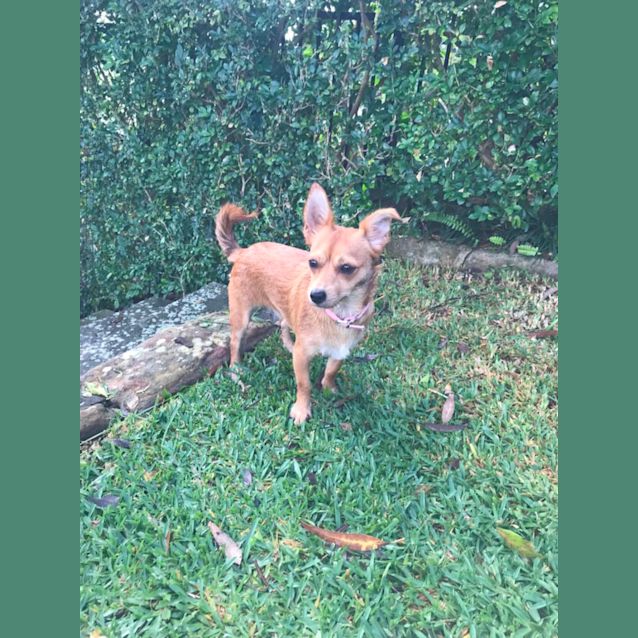 Photo of Rosie 