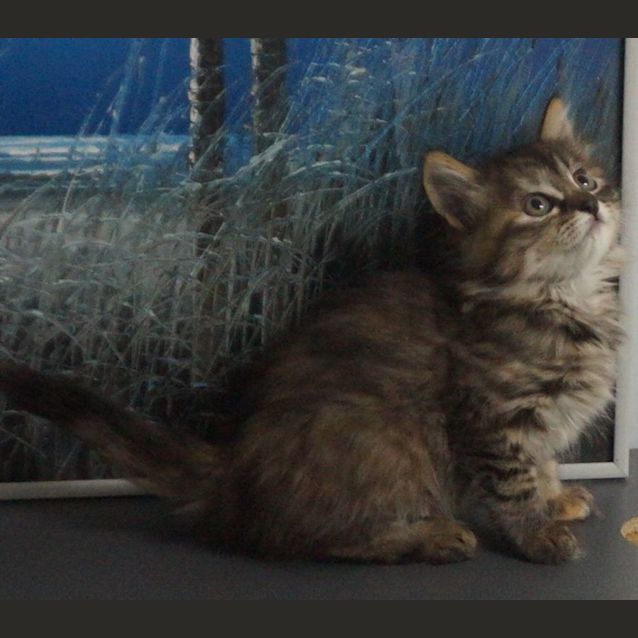 Photo of Ginnie