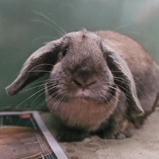 Photo of Banjo
