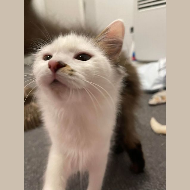 Photo of Alissa   Located In St Albans