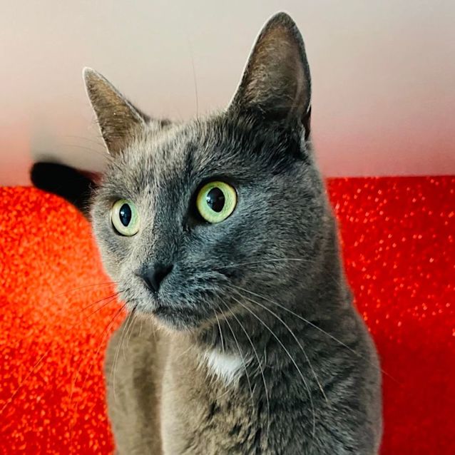 Photo of Nightingale   Located In Preston