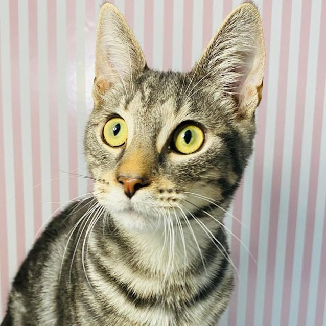 Photo of Captain   Located In Preston