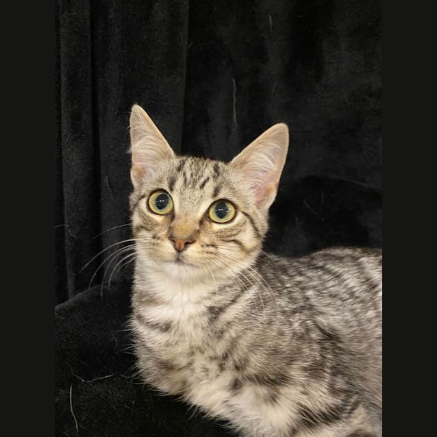 Photo of Oscar