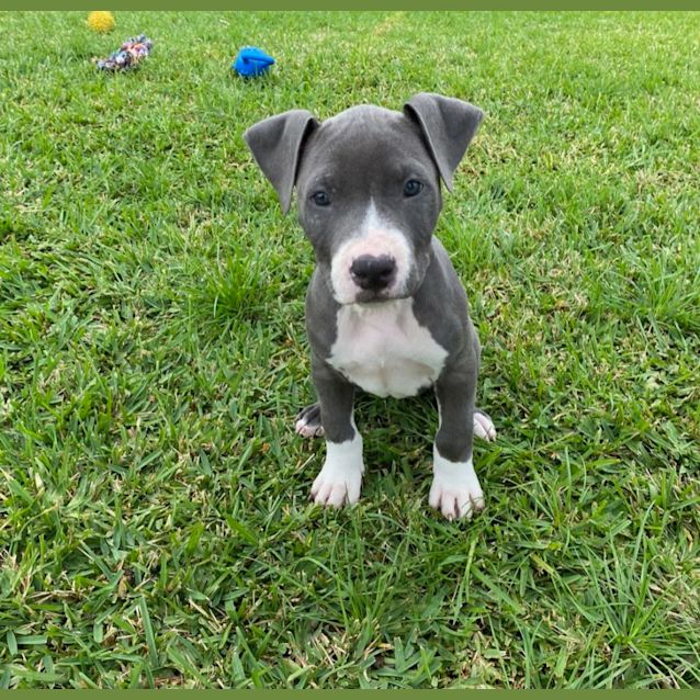 Photo of Maisey ~ American Staffy X Puppy (On Trial 7/5/22)