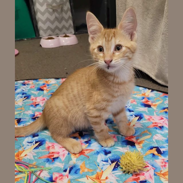 Photo of Gingy