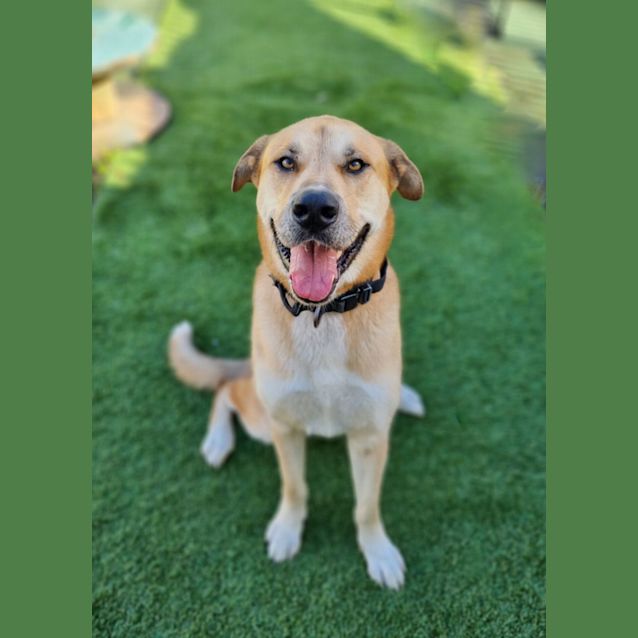Photo of Koda
