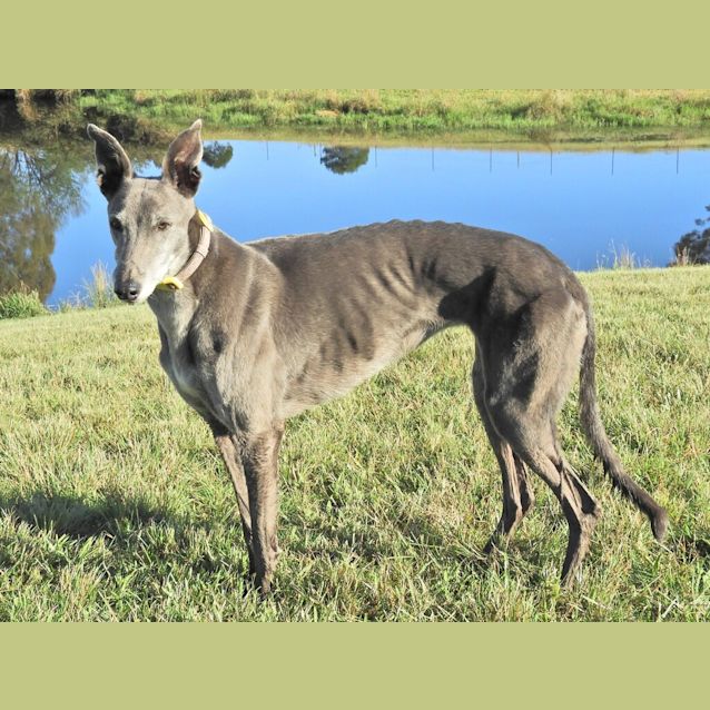 Photo of Skye