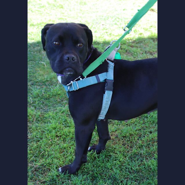 Photo of Scarlet
