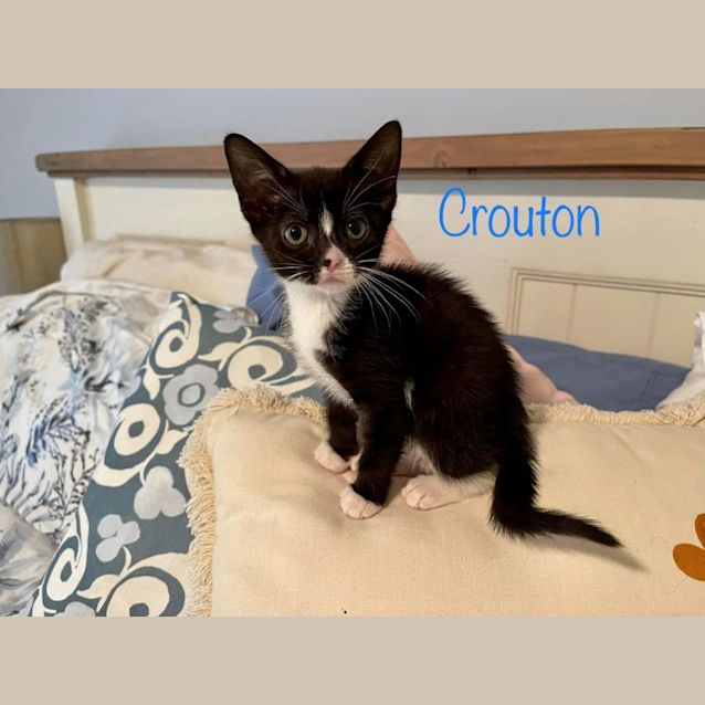 Photo of Crouton 
