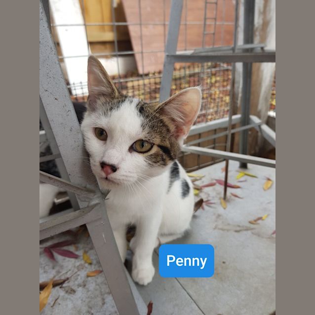 Photo of Penny **2nd Chance Cat Rescue**