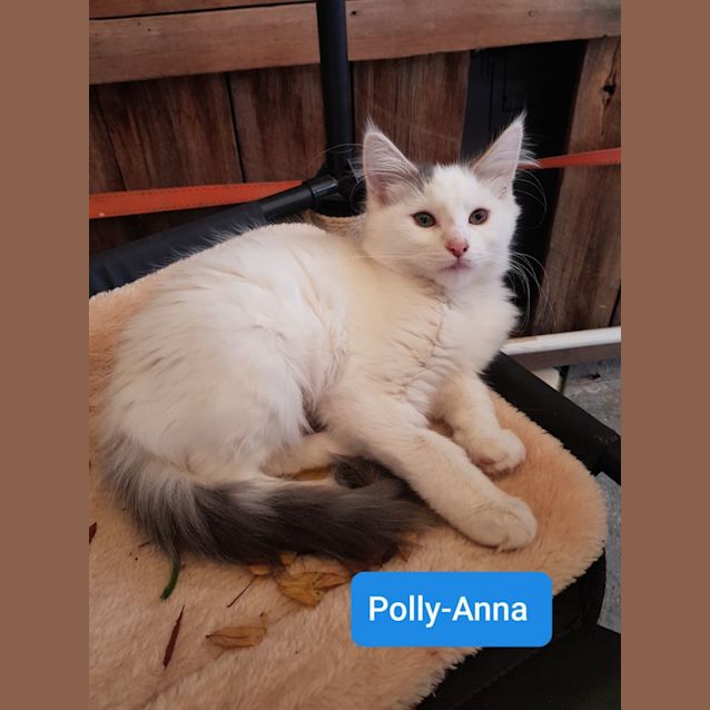 Photo of Polly Anna **2nd Chance Cat Rescue**