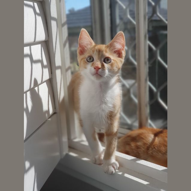 Photo of Checkers