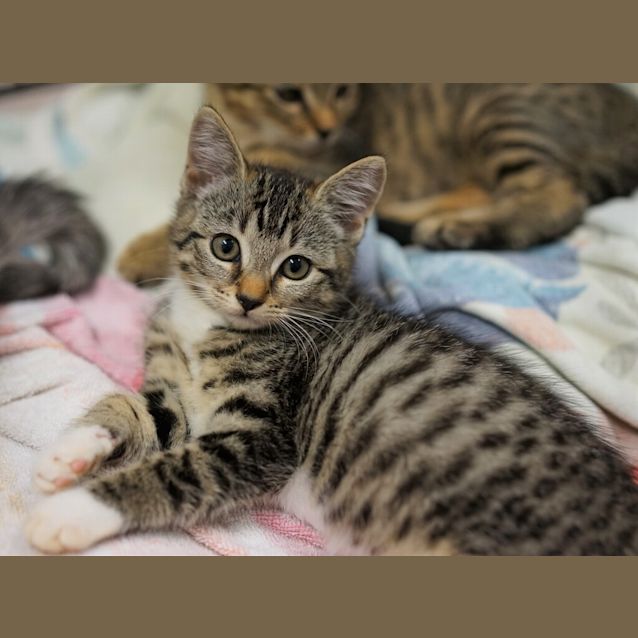 Photo of Tuppence