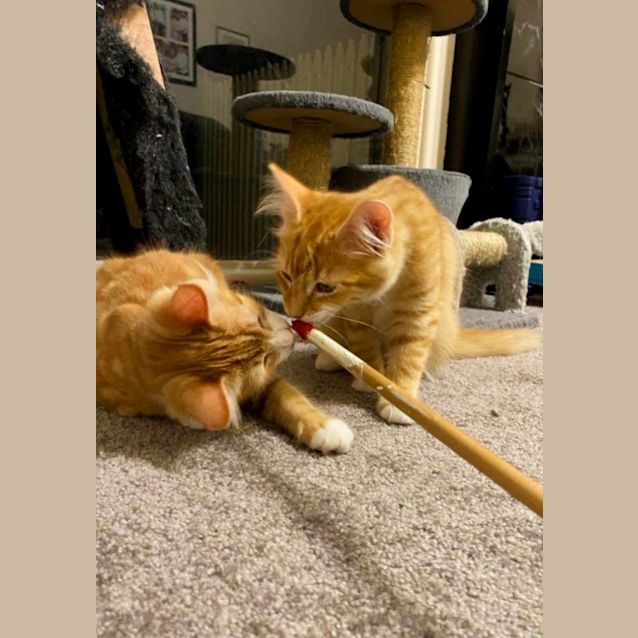 Photo of Paris And Tiger