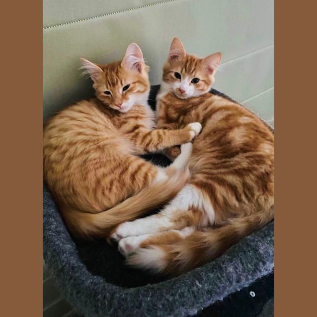 Photo of Paris And Tiger