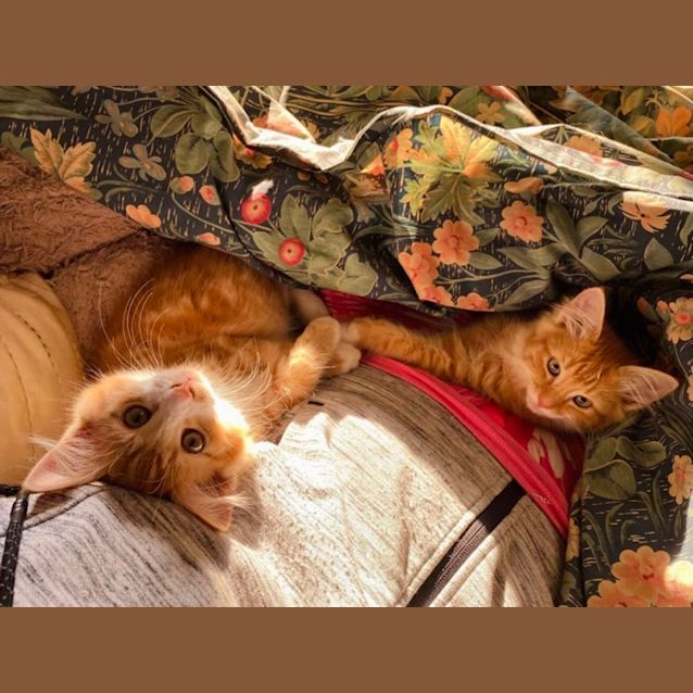 Photo of Paris And Tiger