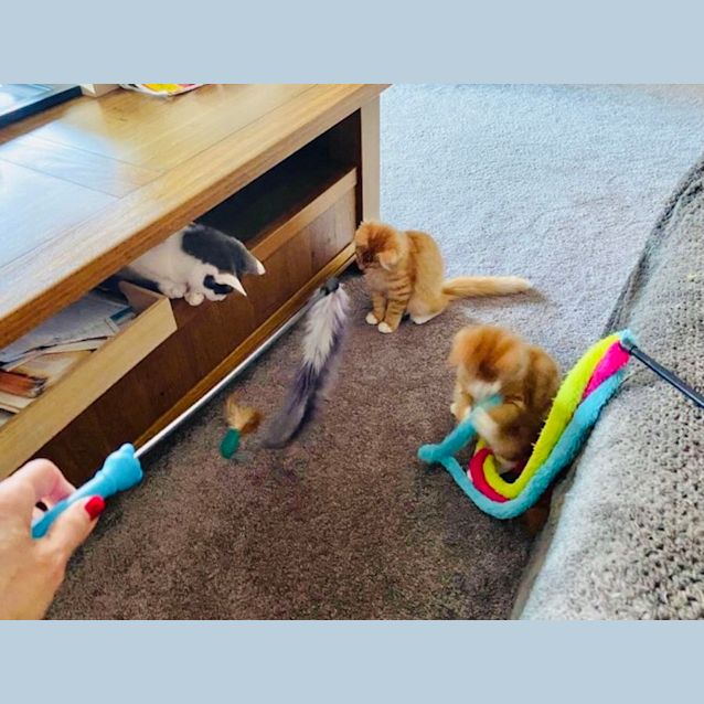 Photo of Paris And Tiger