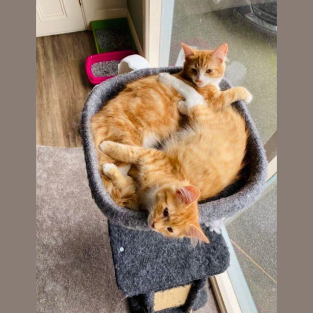 Photo of Paris And Tiger