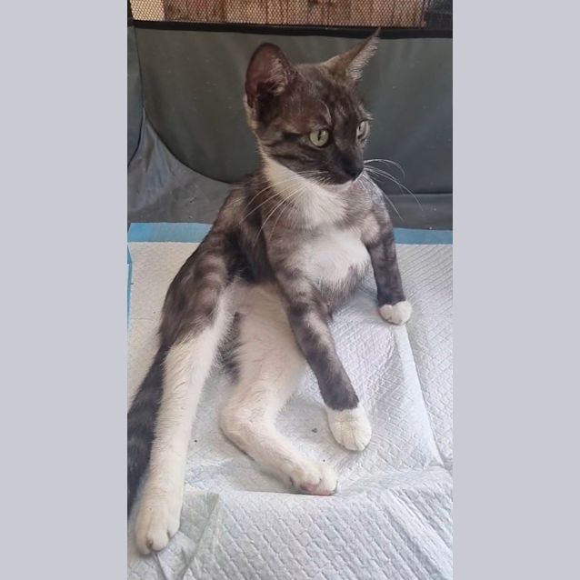 Photo of Flick